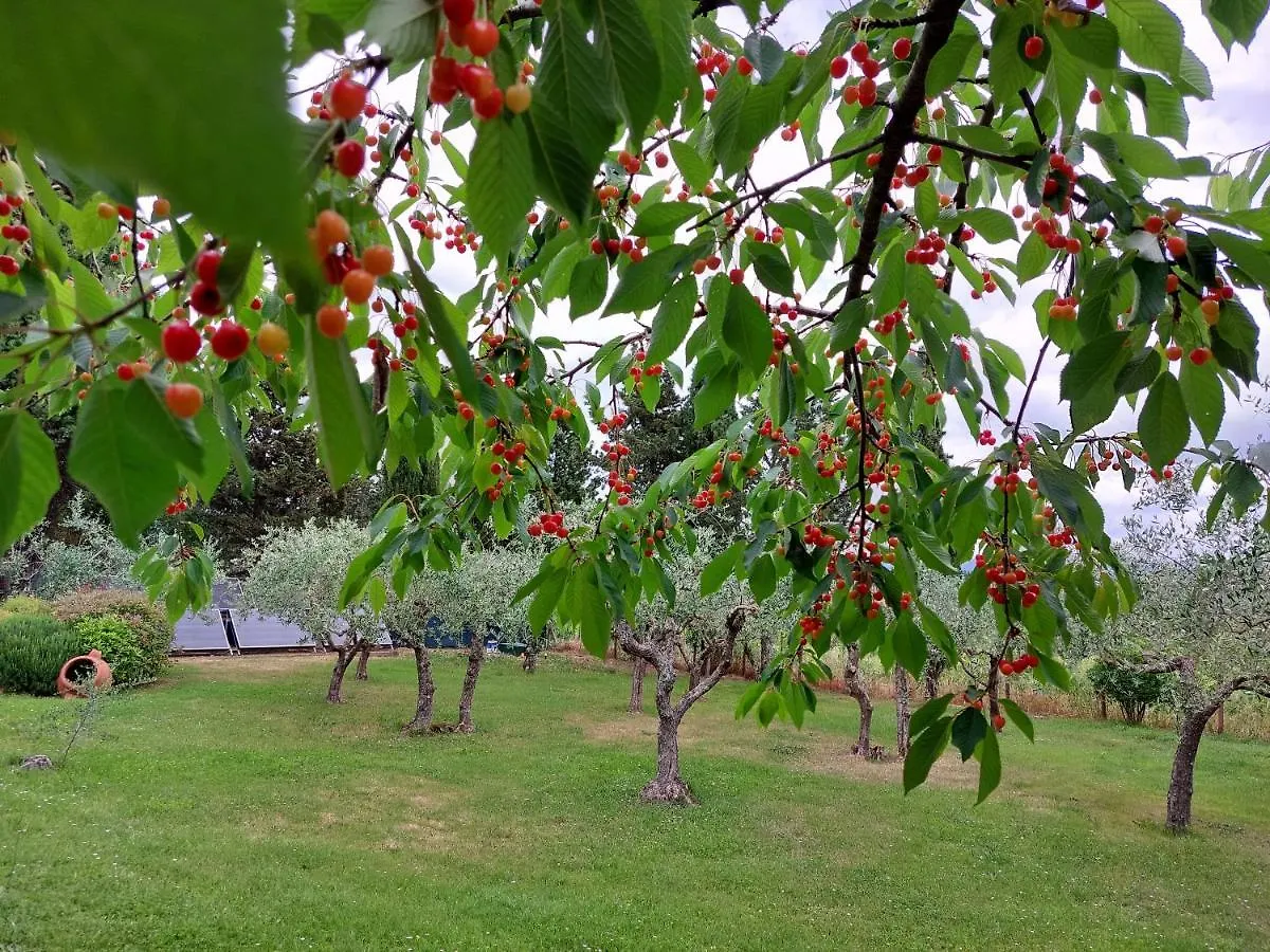 Agriturismo San Sano Gaiole in Chianti Alloggio per agriturismo